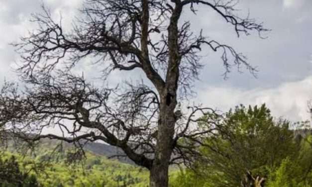 ಒಣಗಿದ ಮರಗಳ ಫೋಟೋ ಕಳುಹಿಸಿದರೆ ಮರ ತೆರವು. ಅರಣ್ಯ ಇಲಾಖೆ ಪ್ರಕಟಣೆ.