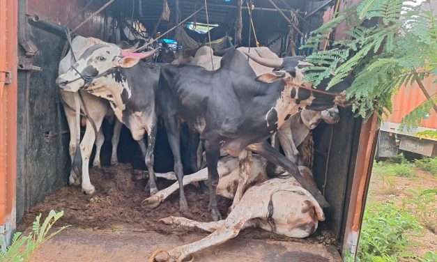 21 ಜಾನುವಾರುಗಳ ರಕ್ಷಣೆ ಮಾಡಿದ ಪೊಲೀಸರು. ಕುಮಟಾದಲ್ಲಿ ಕಂಟೆನರ್ ವಾಹನದಲ್ಲಿ ಅಕ್ರಮವಾಗಿ ಸಾಗಿಸುತ್ತಿದ್ದ ವೇಳೆ ದಾಳಿ.