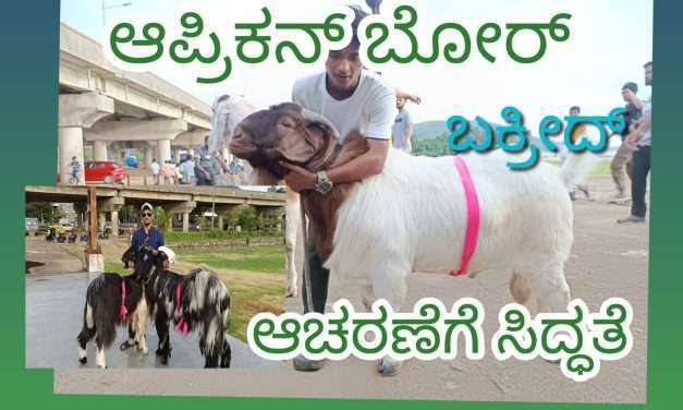 ಕಾರವಾರಕ್ಕೆ ಬಂತು ಆಫ್ರಿಕನ್ ಬೋರ್. ಇದರ ಬೆಲೆ ಬರೋಬ್ಬರಿ ಮೂರು ಲಕ್ಷ. ವಿಶೇಷವೇನು ನೋಡಿ.