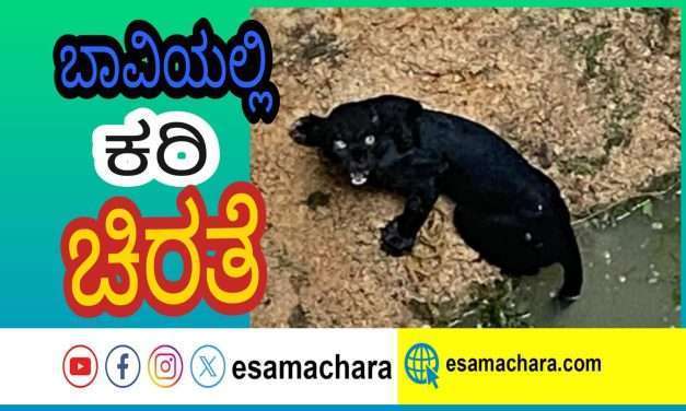 ಬೇಟೆಯಾಡಲು ಬಂದ ಕರಿ ಚಿರತೆ ಬಾವಿಗೆ. ಕಾರ್ಯಾಚರಣೆ ವೇಳೆ ನೆಗೆದು ಪರಾರಿ. ಅರಣ್ಯ ಇಲಾಖೆ ನಿಟ್ಟುಸಿರು