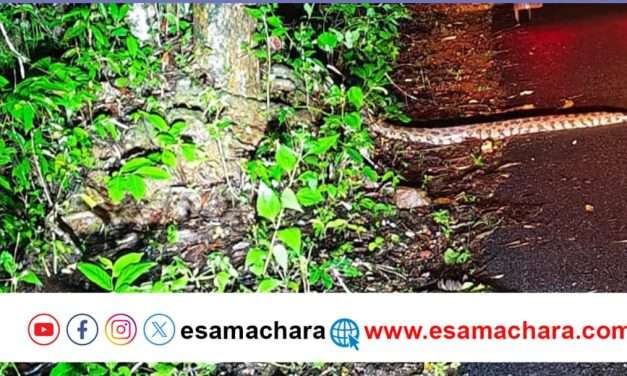 ರಸ್ತೆಯಲ್ಲಿ  ವಾಹನಗಳಿಗೆ ಅಡ್ಡಿಯಾದ ಹೆಬ್ಬಾವು (PYTHON).