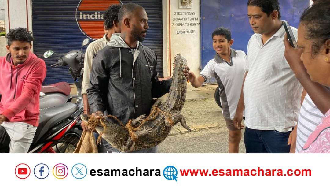 ಮನೆಯ ಬಾಗಿಲಲ್ಲೇ ಪ್ರತ್ಯಕ್ಷವಾದ ಮೊಸಳೆ