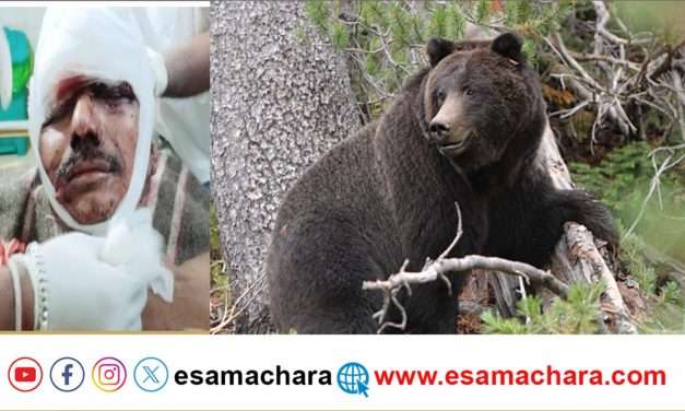 ಜಮೀನು ರಕ್ಷಣೆಗೆ ಬೇಲಿ.  ಸಿಟ್ಟಿಗೆದ್ದ  ಕರಡಿ ದಾಳಿ(BEAR ATTACK).