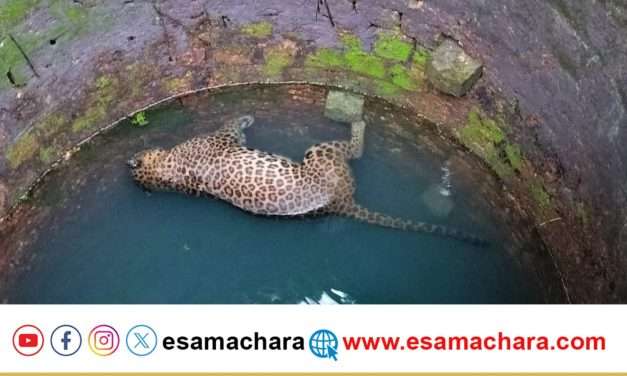 ಬೇಟೆಗೆ ಬಂದು ಸಾವು ತಂದುಕೊಂಡ ಚಿರತೆ(PANTHOR)