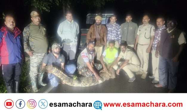 ಹತ್ತು ಅಡಿ ಉದ್ದದ ಮೊಸಳೆ ಪ್ರತ್ಯಕ್ಷ : ಸುರಕ್ಷಿತವಾಗಿ ಹಿಡಿದ ಅರಣ್ಯ ಇಲಾಖೆ