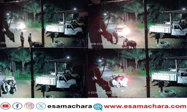 ಭಟ್ಕಳದಲ್ಲಿ ದನಗಳ್ಳರ ಹಾವಳಿ. ತಡೆಯೋರು ಯಾರು.?