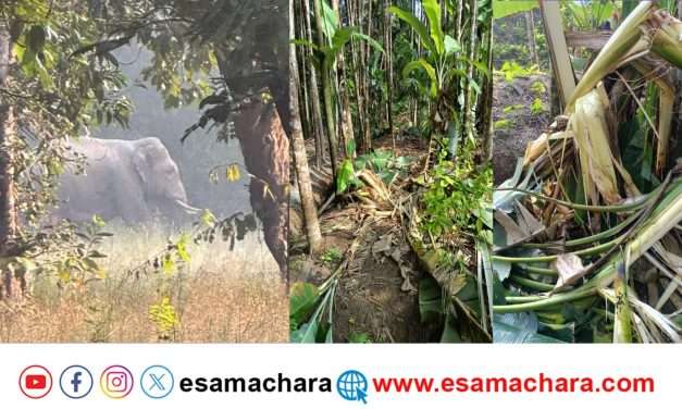 ಕಾನಸೂರು ಸುತ್ತಮುತ್ತ  ರೈತರ ಜಮೀನಿಗೆ ನುಗ್ಗಿದ ಕಾಡಾನೆಗಳು. ಬೆಳೆ ಹಾನಿ ಪರಿಹಾರಕ್ಕೆ ಆಗ್ರಹ.