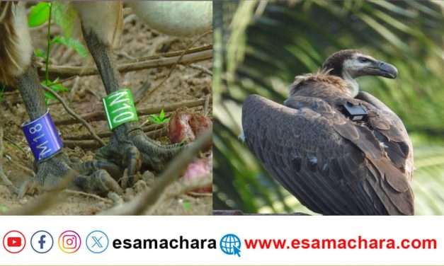 ಕಾಲಿಗೆ ರಿಂಗ್, ಬೆನ್ನಿಗೆ ಜಿಪಿಎಸ್ ಹಾಕಿಕೊಂಡು ಬಂದ ರಣಹದ್ದು. ಆತಂಕಗೊಂಡ ಜನತೆ