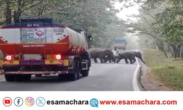 Elephant Walk/ ದಾಂಡೇಲಿಯಲ್ಲಿ ಆನೆ ನಡೆದಿದ್ದೆ ದಾರಿ.