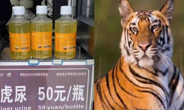 Tiger Urine/ ಹುಲಿ ಮೂತ್ರಕ್ಕೆ ಬೇಡಿಕೆ. ಮೃಗಾಲಯದಲ್ಲಿ ತಯಾರಾಯ್ತು ಔಷಧ.