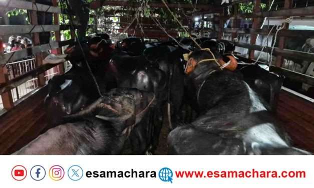 Cattles Rescue/ ಭಟ್ಕಳದಲ್ಲಿ ಮತ್ತೆ 15 ಕೋಣಗಳ ರಕ್ಷಣೆ. ಗ್ರಾಮೀಣ ಪೊಲೀಸರ ಕಾರ್ಯಾಚರಣೆ