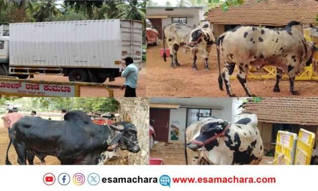 Cattle Rescue/ ಜಾನುವಾರುಗಳ ಅಕ್ರಮ ಸಾಗಾಟ ಪತ್ತೆ ಹಚ್ಚಿದ ಪೊಲೀಸರು. ಭಟ್ಕಳಕ್ಕೆ ಸಾಗಿಸುತ್ತಿದ್ದ ವೇಳೆ ದಾಳಿ.