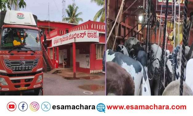 Cattle Rescue/ ಭಟ್ಕಳ ಪೊಲೀಸರ ಕಾರ್ಯಾಚರಣೆ, ಮೂವರ ಬಂಧನ.