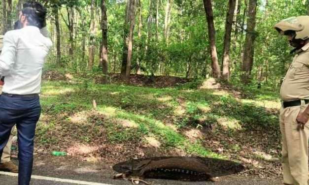 Accident/ ಅಪರಿಚಿತ ವಾಹನ ಡಿಕ್ಕಿ. ಹೆದ್ದಾರಿಯಲ್ಲಿ ಜಿಂಕೆ ಸಾವು