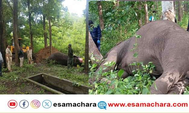 Elephant/ ವಿದ್ಯುತ್ ಶಾಖ್ ನಿಂದ ಹೆಣ್ಣು ಕಾಡಾನೆ ಸಾವು, ಸ್ಥಳಕ್ಕೆ ಅರಣ್ಯಾಧಿಕಾರಿಗಳ ಭೇಟಿ
