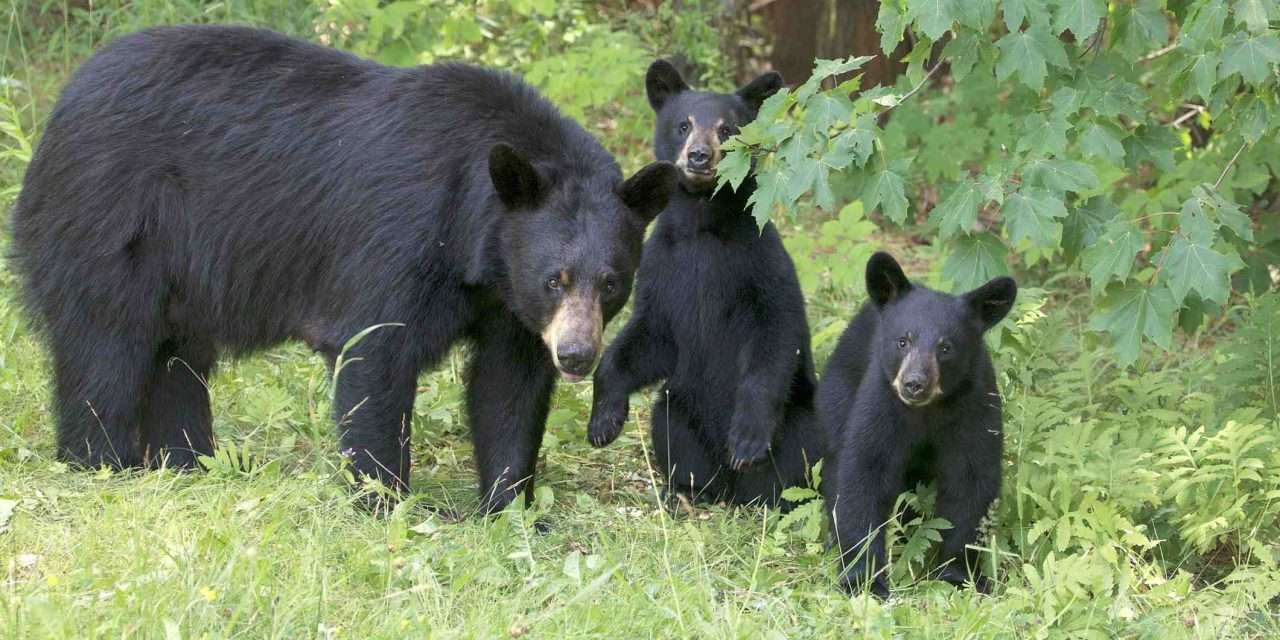 Bear Attack/ ಜಮೀನಿಗೆ ಬೇಲಿ ಕಟ್ಟುವ ವೇಳೆ ಕರಡಿಗಳ ದಾಳಿ. ವ್ಯಕ್ತಿ ಗಂಭೀರ