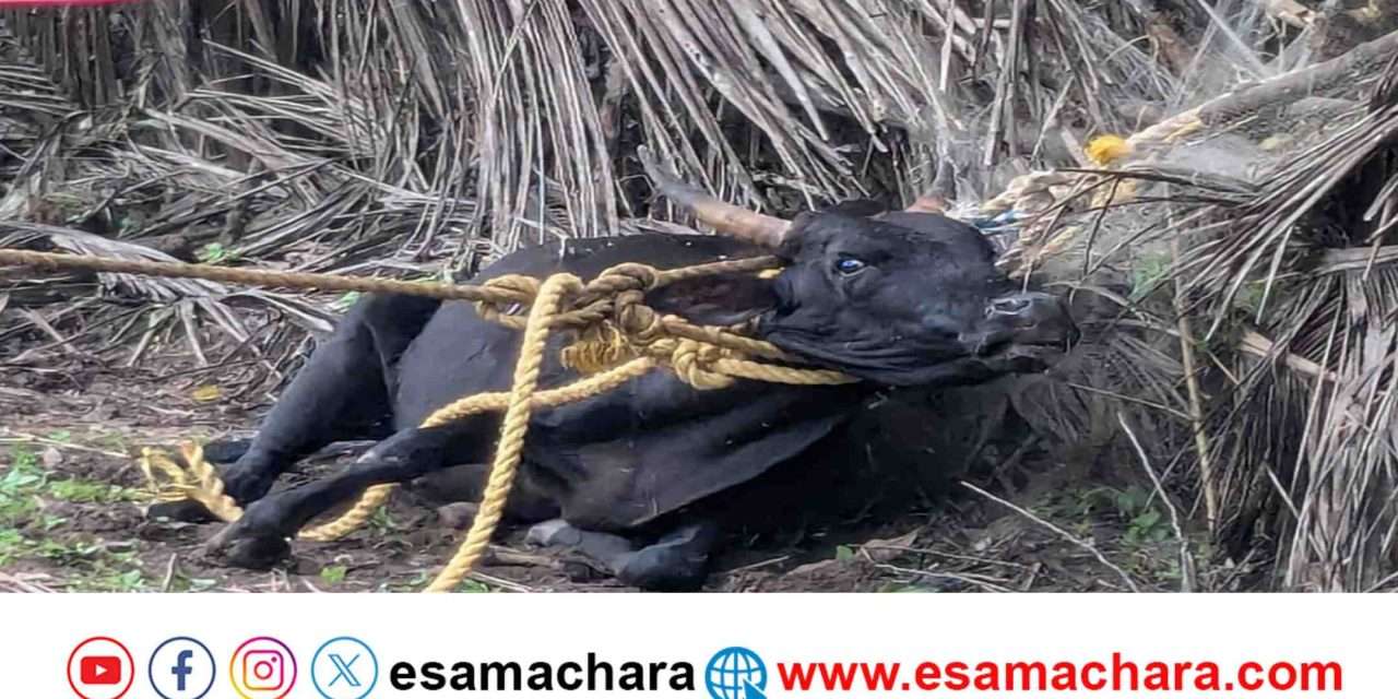 Attack/ ರೇಬಿಸ್ ಗೆ ಒಳಗಾದ ಹೋರಿಯಿಂದ ರಂಪಾಟ. ವ್ಯಕ್ತಿಗೆ ತಿವಿತ.