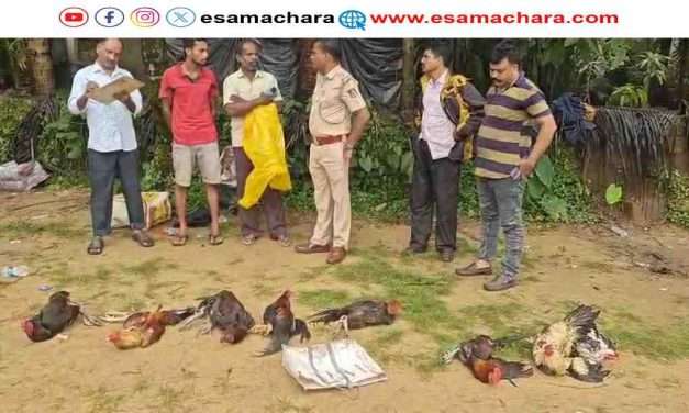 Police Raid/ ಕುಮಟಾದಲ್ಲಿ ಕೋಳಿ ಪಡೆಗೆ ಬಂದವರು ಎಸ್ಕೇಪ್. ಕೋಳಿಗಳಿಗೆ ಶಿಕ್ಷೆ.