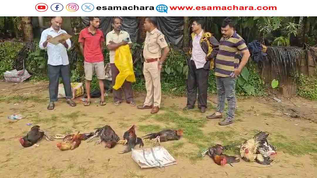Police Raid/ ಕುಮಟಾದಲ್ಲಿ ಕೋಳಿ ಪಡೆಗೆ ಬಂದವರು ಎಸ್ಕೇಪ್. ಕೋಳಿಗಳಿಗೆ ಶಿಕ್ಷೆ.