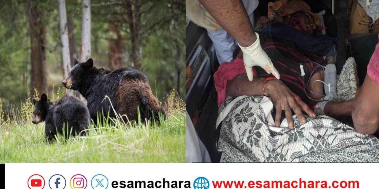 Bear Attack/ ದನ ಮೇಯಿಸುತ್ತಿದ್ದ ರೈತನ ಮೇಲೆ ಕರಡಿಗಳ ದಾಳಿ.