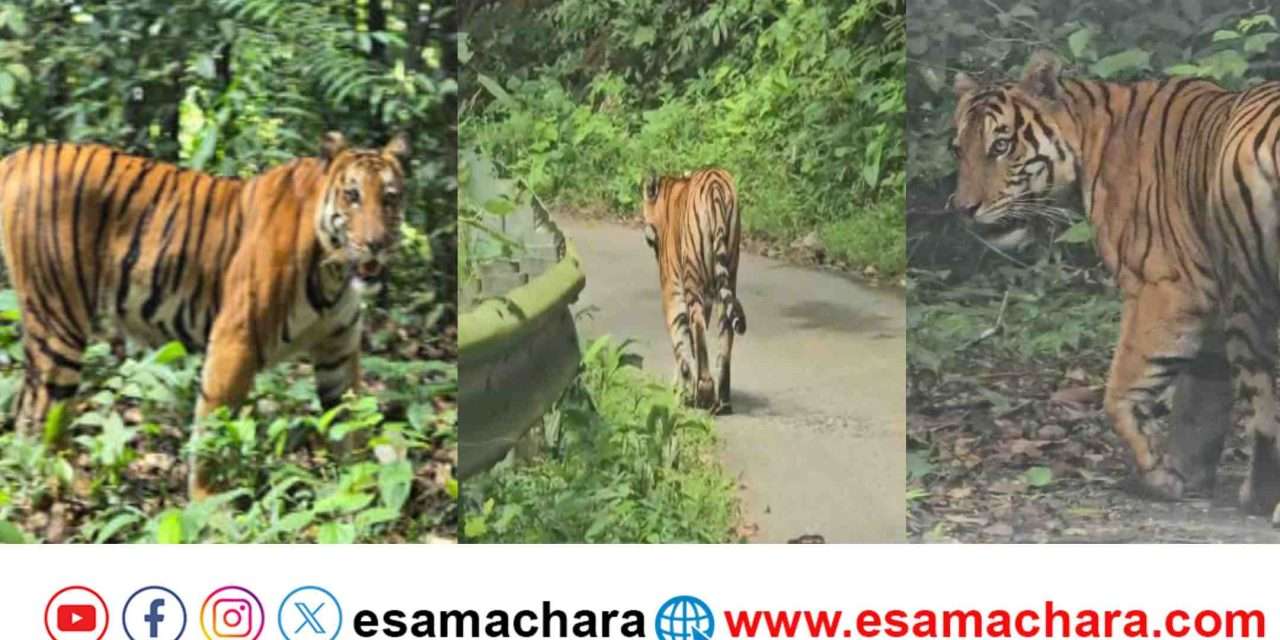 Tiger walk/ ಕೈಗಾ ಬಳಿ ಹಾಡಹಗಲೇ ರಾಜಗಾಂಭೀರ್ಯದಿಂದ ನಡೆದ ಹುಲಿ