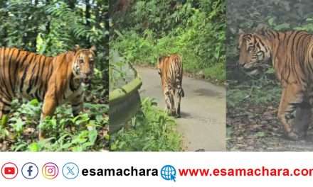 Tiger walk/ ಕೈಗಾ ಬಳಿ ಹಾಡಹಗಲೇ ರಾಜಗಾಂಭೀರ್ಯದಿಂದ ನಡೆದ ಹುಲಿ
