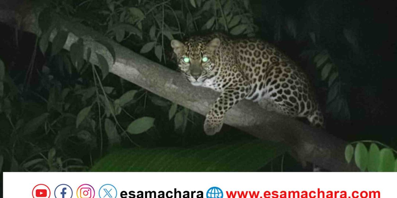 Leopard/ ಕಾರವಾರ ಸಮೀಪವೇ ಓಡಾಡುತ್ತಿದೆ ಚಿರತೆ. ಬಿಣಗಾ ನಾಗರಿಕರ ಆತಂಕ.