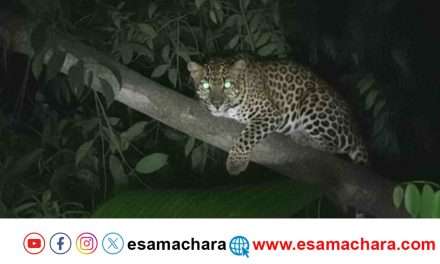 Leopard/ ಕಾರವಾರ ಸಮೀಪವೇ ಓಡಾಡುತ್ತಿದೆ ಚಿರತೆ. ಬಿಣಗಾ ನಾಗರಿಕರ ಆತಂಕ.