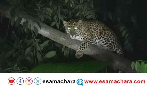 Leopard/ ಕಾರವಾರ ಸಮೀಪವೇ ಓಡಾಡುತ್ತಿದೆ ಚಿರತೆ. ಬಿಣಗಾ ನಾಗರಿಕರ ಆತಂಕ.