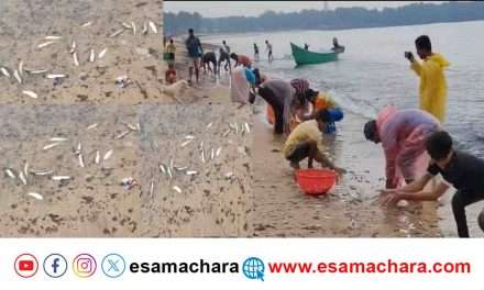 Fish Festival/ ಕಡಲ ತೀರಕ್ಕೆ ಬಂದ ರಾಶಿರಾಶಿ ಮೀನುಗಳು. ಸಂಗ್ರಹಿಸಲು  ಮುಗಿಬಿದ್ದ ಜನರು.