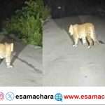 Leopards/ ದಾಂಡೇಲಿಯಲ್ಲಿ ನಡು ರಸ್ತೆಯಲ್ಲಿ ಎದುರಾಗುವ ಚಿರತೆಗಳು.
