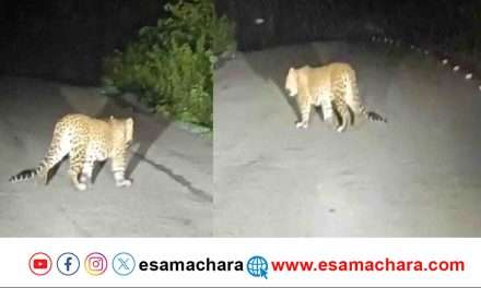 Leopards/ ದಾಂಡೇಲಿಯಲ್ಲಿ ನಡು ರಸ್ತೆಯಲ್ಲಿ ಎದುರಾಗುವ ಚಿರತೆಗಳು.