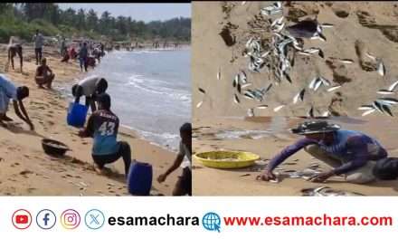 Lots of Fishes/  ದೇವಬಾಗ ಕಡಲತೀರದಲ್ಲಿ ರಾಶಿ-ರಾಶಿ ಮೀನುಗಳು. ಸಂಗ್ರಹಿಸಲು ಮುಗಿ ಬಿದ್ದ ಗ್ರಾಮಸ್ಥರು.