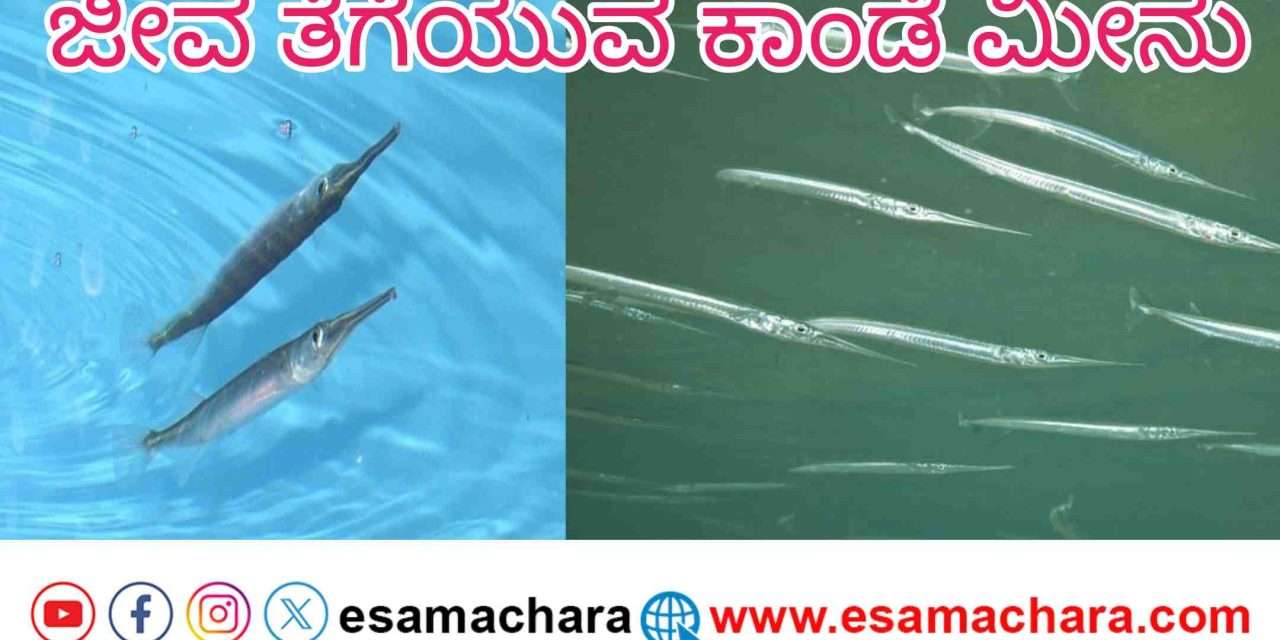 Special Report/ ಸಮುದ್ರದಲ್ಲಿ ಜೀವ ತೆಗೆಯವ ಮೀನುಗಳಿವೆ ಹುಷಾರ್.