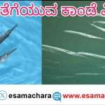 Special Report/ ಸಮುದ್ರದಲ್ಲಿ ಜೀವ ತೆಗೆಯವ ಮೀನುಗಳಿವೆ ಹುಷಾರ್.
