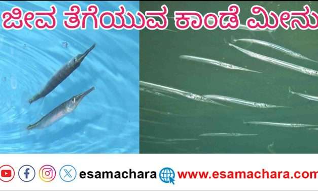 Special Report/ ಸಮುದ್ರದಲ್ಲಿ ಜೀವ ತೆಗೆಯವ ಮೀನುಗಳಿವೆ ಹುಷಾರ್.