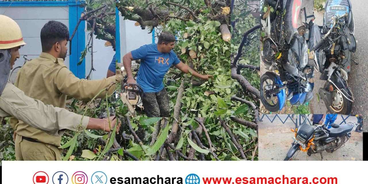 Tree falldown/ ಬಿರುಗಾಳಿಗೆ ಮರ ಬಿದ್ದು ಬೈಕ್‌ಗಳು ಜಖಂ – ಆಕಳು ಸಾವು