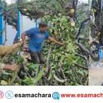 Tree falldown/ ಬಿರುಗಾಳಿಗೆ ಮರ ಬಿದ್ದು ಬೈಕ್ಗಳು ಜಖಂ – ಆಕಳು ಸಾವು