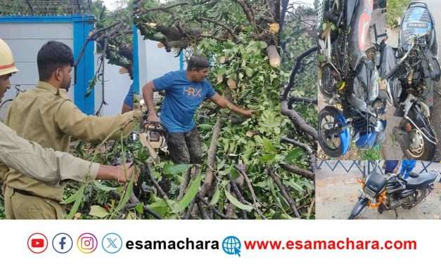 Tree falldown/ ಬಿರುಗಾಳಿಗೆ ಮರ ಬಿದ್ದು ಬೈಕ್ಗಳು ಜಖಂ – ಆಕಳು ಸಾವು