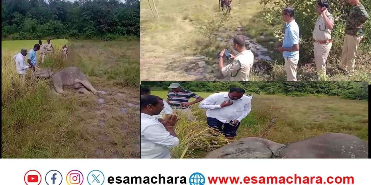 Elephant Death/ ವಿದ್ಯುತ್ ಶಾಕ್ ಗೆ ಜೋಡಿಯಾನೆ ಬಲಿ. ಜಮೀನು ಮಾಲೀಕನ ಮೇಲೆ ಪ್ರಕರಣ.