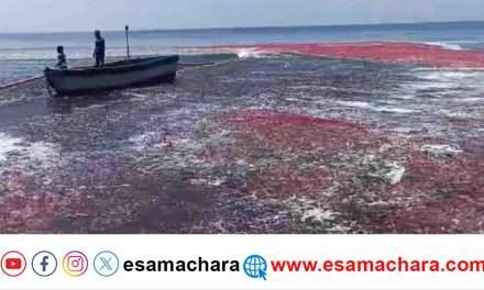 ಅರಬ್ಬಿ ಸಮುದ್ರದಲ್ಲಿ ಮತ್ಸ್ಯ ವೈಭವ. ಮೀನುಗಾರಿಕಾ ಬಲೆಗೆ ಸಿಕ್ಕ ಮೀನಿನ‌ ರಾಶಿ.