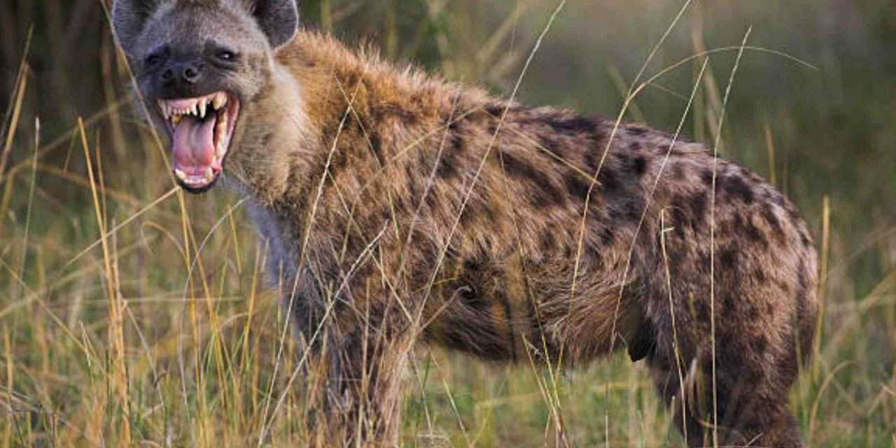 Hyena Animal/ ಜೊಯಿಡಾ ತಾಲ್ಲೂಕಿನಲ್ಲಿ ಅಪರೂಪದ ಹೈನಾ ಪ್ರಾಣಿ ಕಾಣಿಸಿಕೊಂಡು ಸಂಚಲನ.