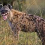 Hyena Animal/ ಜೊಯಿಡಾ ತಾಲ್ಲೂಕಿನಲ್ಲಿ ಅಪರೂಪದ ಹೈನಾ ಪ್ರಾಣಿ ಕಾಣಿಸಿಕೊಂಡು ಸಂಚಲನ.