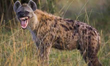 Hyena Animal/ ಜೊಯಿಡಾ ತಾಲ್ಲೂಕಿನಲ್ಲಿ ಅಪರೂಪದ ಹೈನಾ ಪ್ರಾಣಿ ಕಾಣಿಸಿಕೊಂಡು ಸಂಚಲನ.