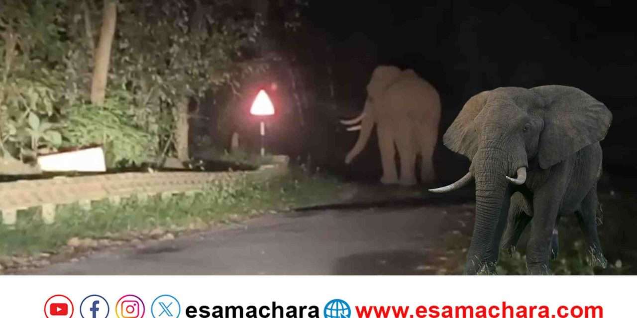 Wild Elephant/ ರಾತ್ರಿ ರಸ್ತೆಯಲ್ಲಿ ಬೃಹತ್ ಕಾಡಾನೆ ಪ್ರತ್ಯಕ್ಷ.  ವಾಹನ ಸವಾರರ ಎದೆಯಲ್ಲಿ ನಡುಕ.