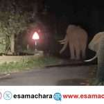 Wild Elephant/ ರಾತ್ರಿ ರಸ್ತೆಯಲ್ಲಿ ಬೃಹತ್ ಕಾಡಾನೆ ಪ್ರತ್ಯಕ್ಷ.  ವಾಹನ ಸವಾರರ ಎದೆಯಲ್ಲಿ ನಡುಕ.