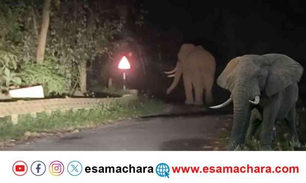 Wild Elephant/ ರಾತ್ರಿ ರಸ್ತೆಯಲ್ಲಿ ಬೃಹತ್ ಕಾಡಾನೆ ಪ್ರತ್ಯಕ್ಷ.  ವಾಹನ ಸವಾರರ ಎದೆಯಲ್ಲಿ ನಡುಕ.