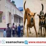 Dog Attack/ ದಾಂಡೇಲಿಯಲ್ಲಿ ಬೀದಿ ನಾಯಿಗಳ ಅಟ್ಟಹಾಸ. ಹಲವರಿಗೆ ಗಾಯ. ಆಸ್ಪತ್ರೆಯಲ್ಲಿ ಚಿಕಿತ್ಸೆ.