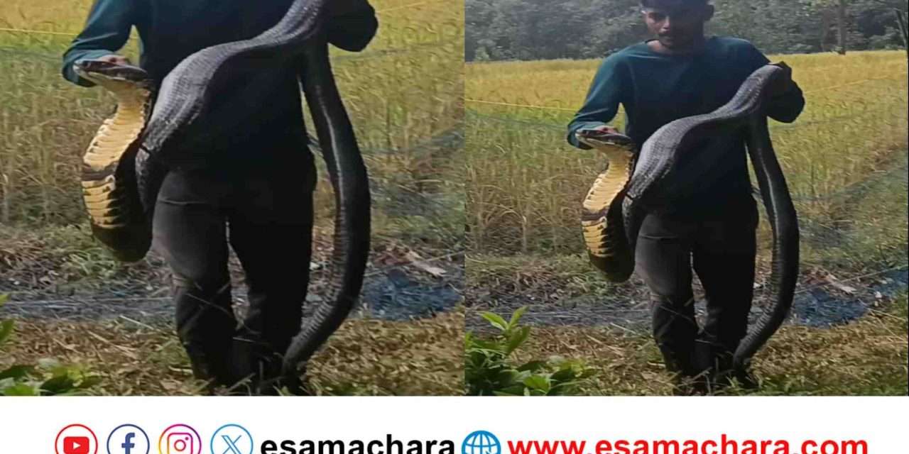 King Cobra/ ಒಂದಲ್ಲ.. ಎರಡಲ್ಲ.. ಬರೋಬ್ಬರಿ‌ 14 ಅಡಿ. ಪವನ್ ಅವರಿಂದ ರಕ್ಷಣೆಗೊಳಗಾದ ಬಾರೀ ಗಾತ್ರದ ಕಾಳಿಂಗ ಸರ್ಪ.