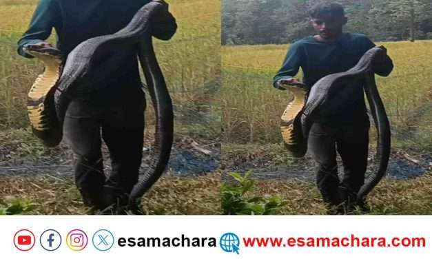 King Cobra/ ಒಂದಲ್ಲ.. ಎರಡಲ್ಲ.. ಬರೋಬ್ಬರಿ‌ 14 ಅಡಿ. ಪವನ್ ಅವರಿಂದ ರಕ್ಷಣೆಗೊಳಗಾದ ಬಾರೀ ಗಾತ್ರದ ಕಾಳಿಂಗ ಸರ್ಪ.